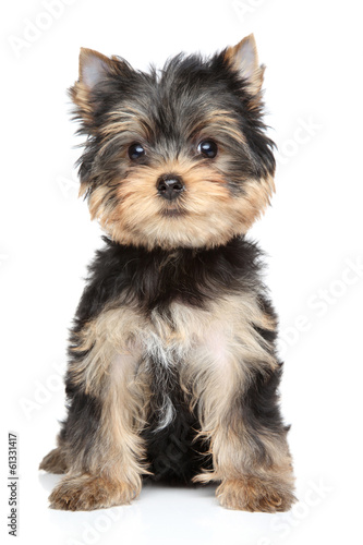 Fototapeta Naklejka Na Ścianę i Meble -  Yorkshire terrier puppy