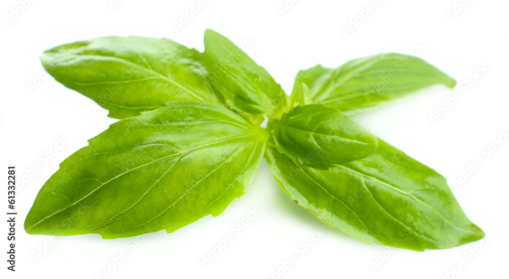 Green fresh basil, isolated on white Green fresh basil, isolated on white