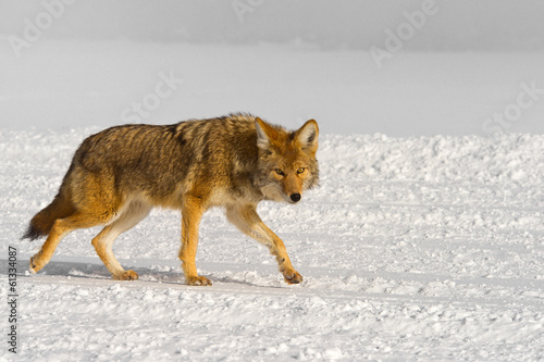 passing coyote warily eyes the photographer © photobyjimshane