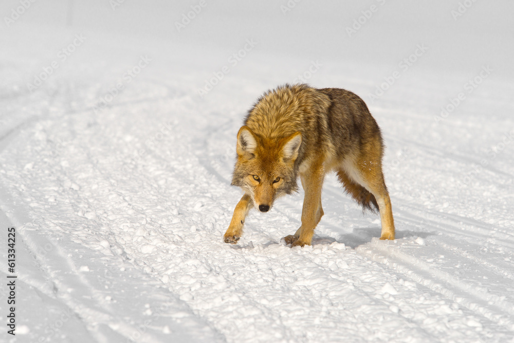 Naklejka premium cautious coyote approaches