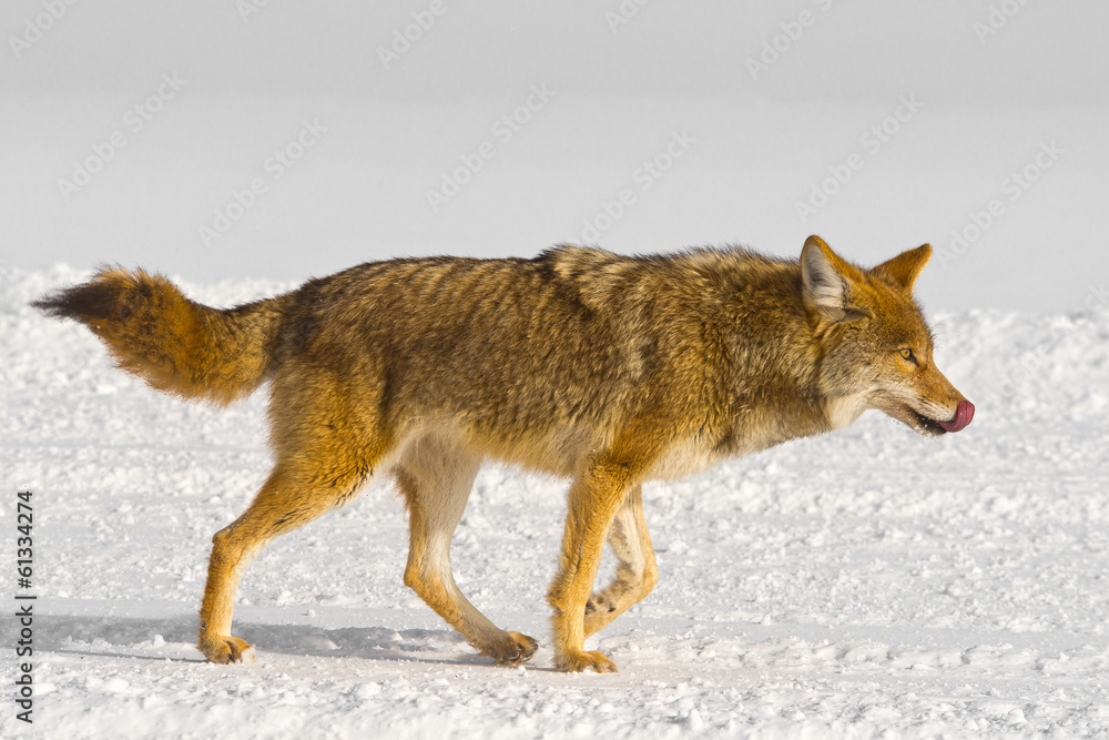 Naklejka premium Coyote licks its own nose while running