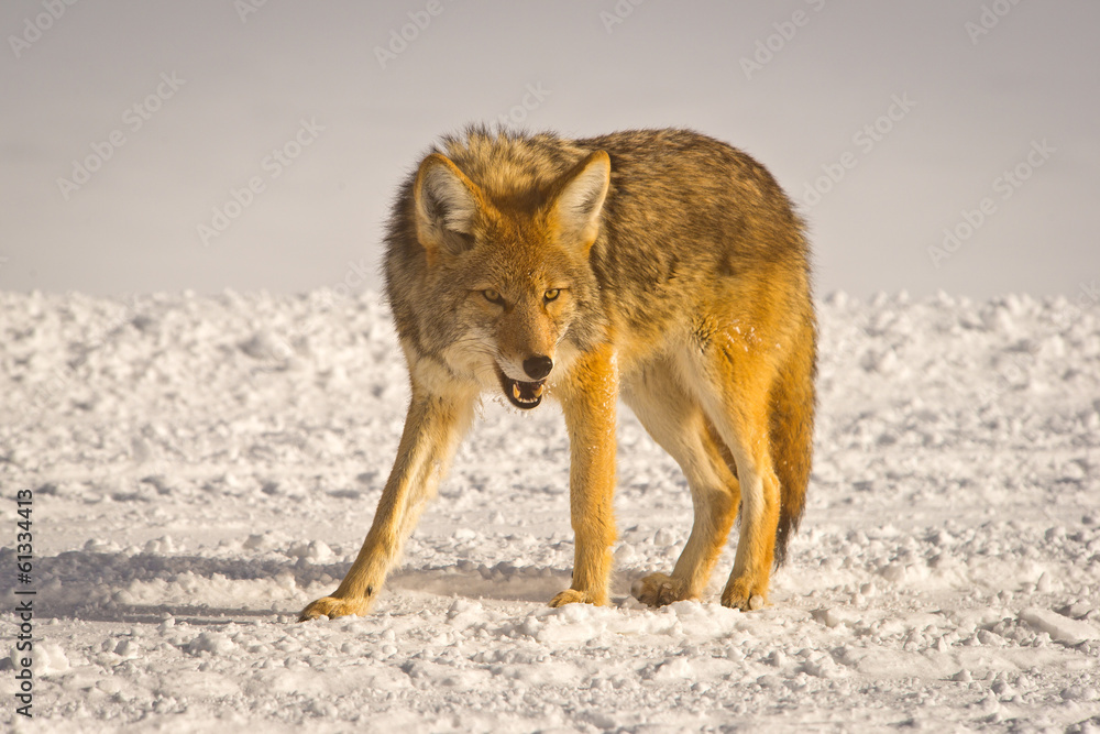 Fototapeta premium Coyote snarls at intruder