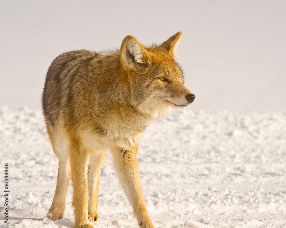 Fototapeta premium Coyote listens for trouble