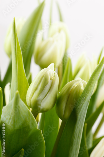 Fototapeta Naklejka Na Ścianę i Meble -  green tulips