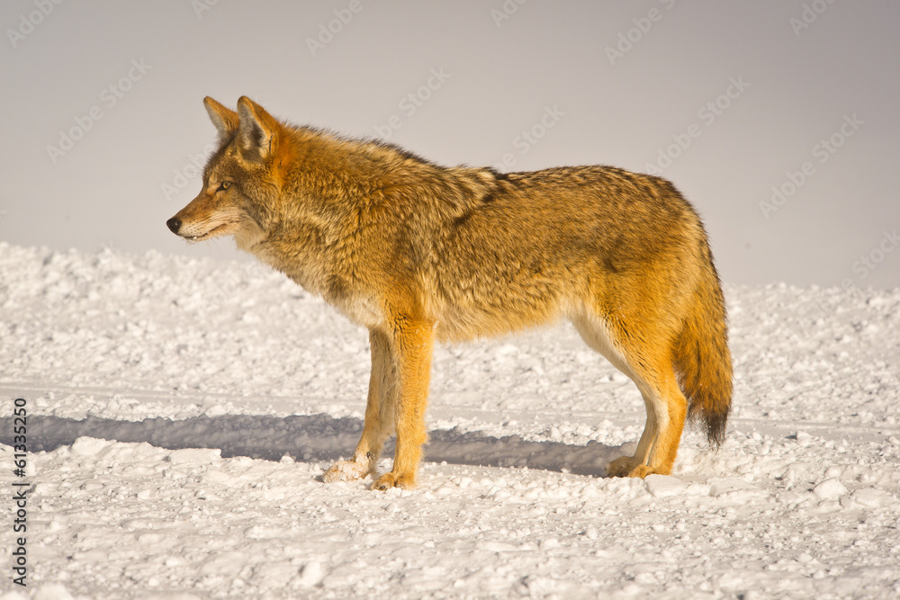 Obraz premium Coyote profile in winter coat