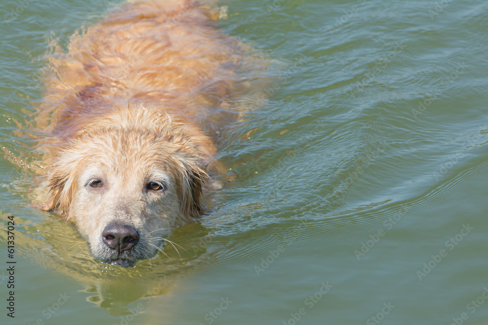 Happy labrador retriever is swimming in the river Happy labrador retriever is swimming in the river