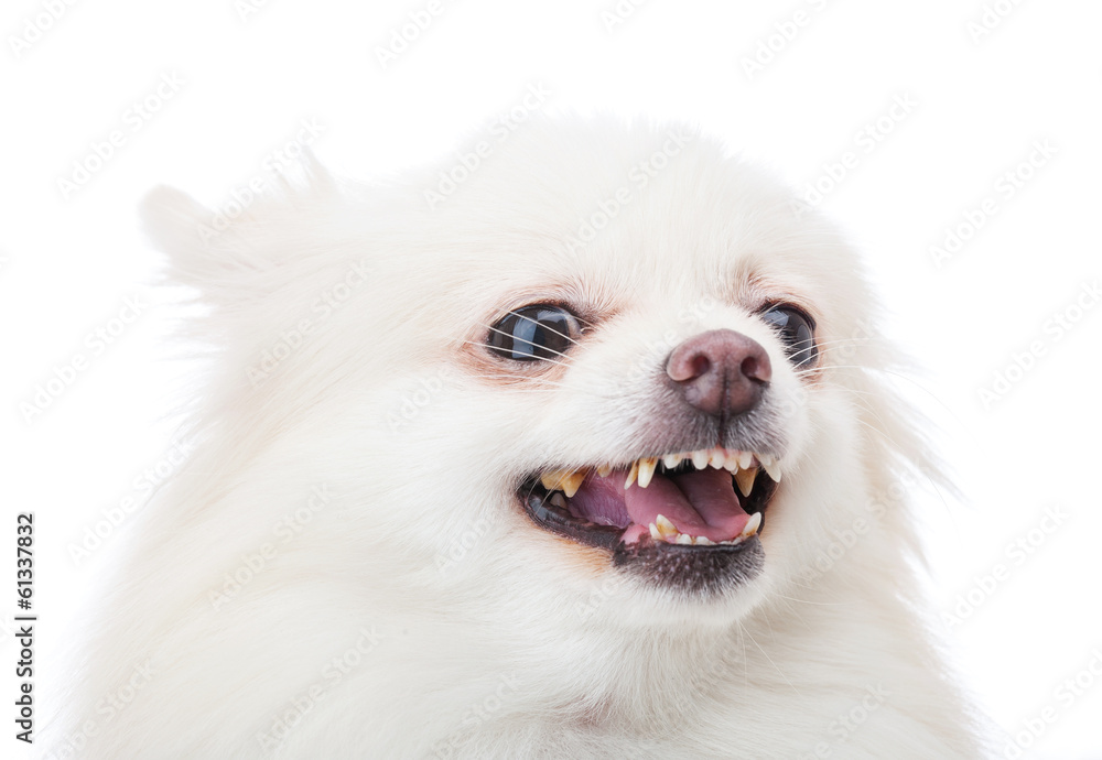 Obraz premium White pomeranian dog barking