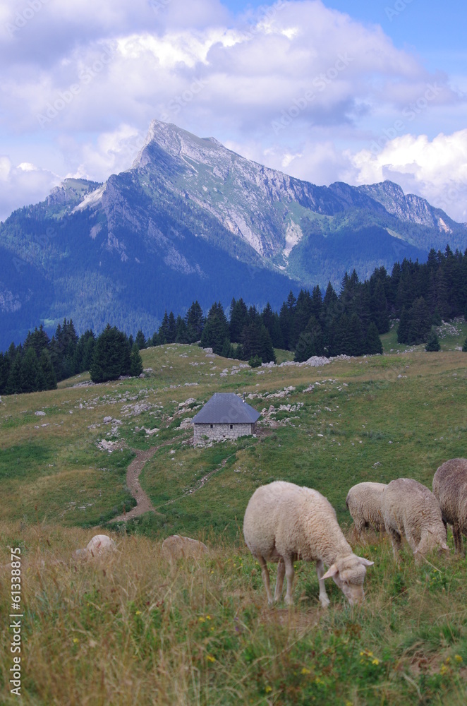 Fototapeta premium moutons à l'alpage - chartreuse
