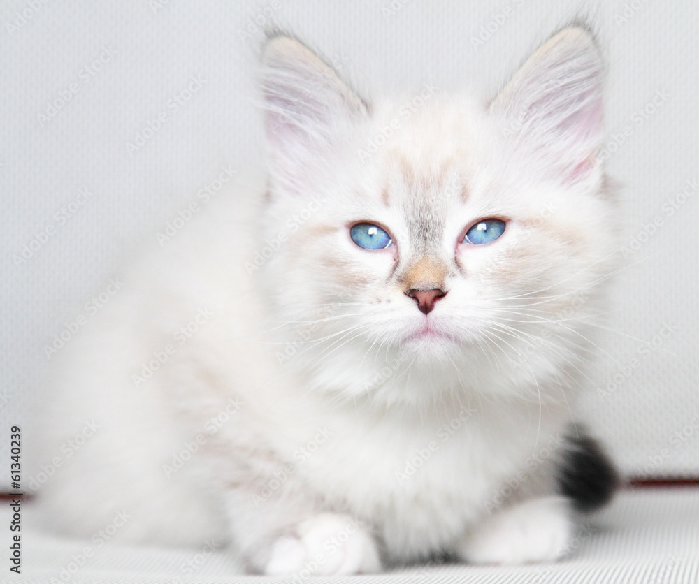 neva masquerade kitten of siberian breed at two months