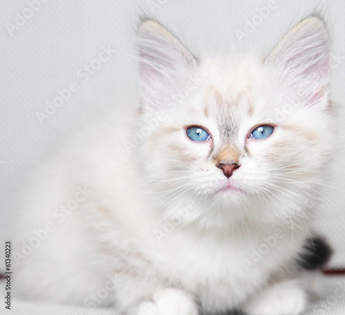 neva masquerade kitten of siberian breed at two months