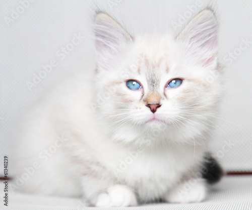 neva masquerade kitten of siberian breed at two months © Massimo Cattaneo