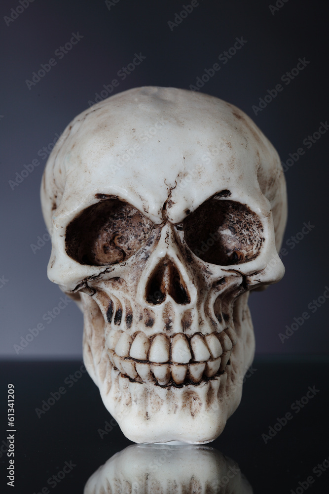 Obraz premium human skull