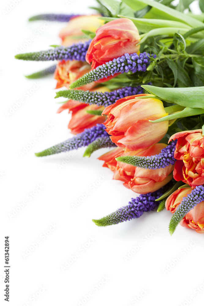 Bunch of beautiful bright tulips on white background