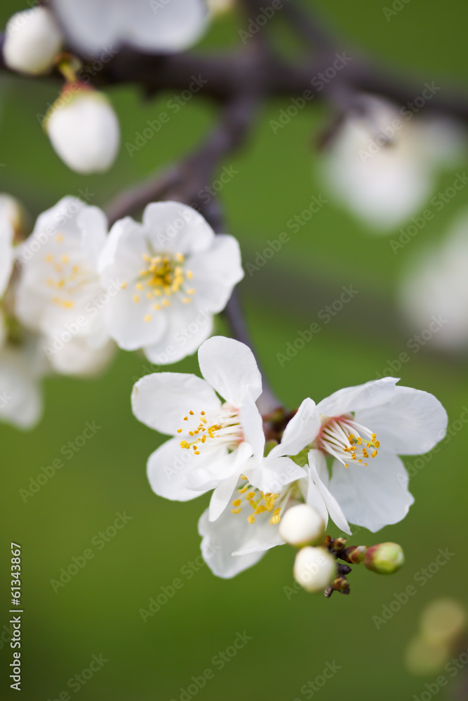 spring bloom spring bloom