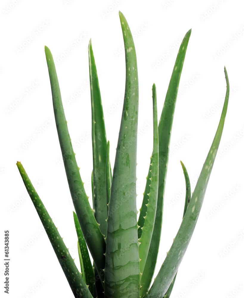 Obraz premium aloe vera
