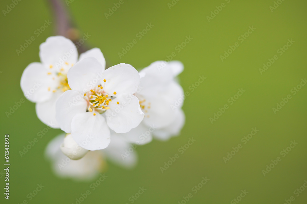 Fototapeta premium spring bloom