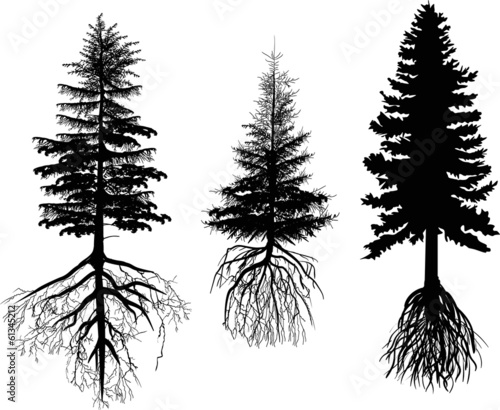 three firs with roots isolated on white