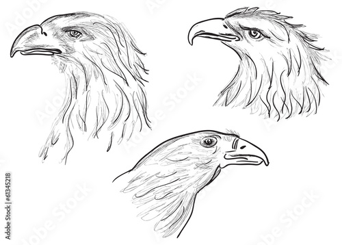 three eagle head sketches isolated on white
