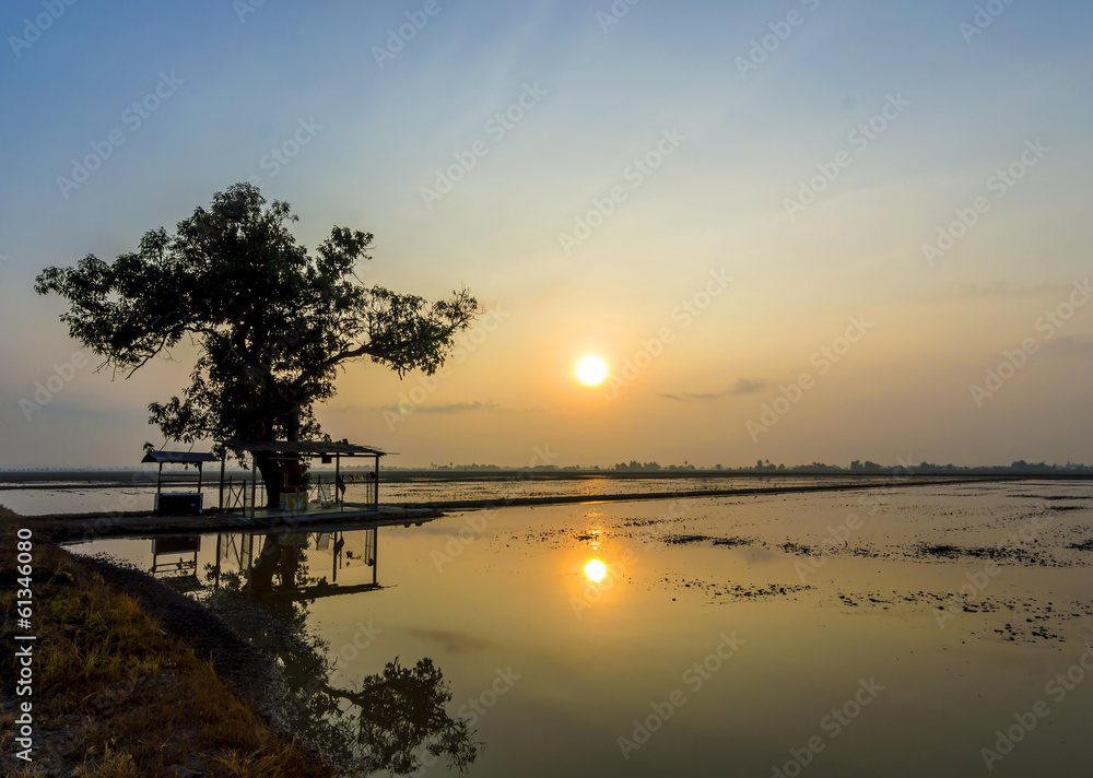 Sunrise and reflection at water paddy field