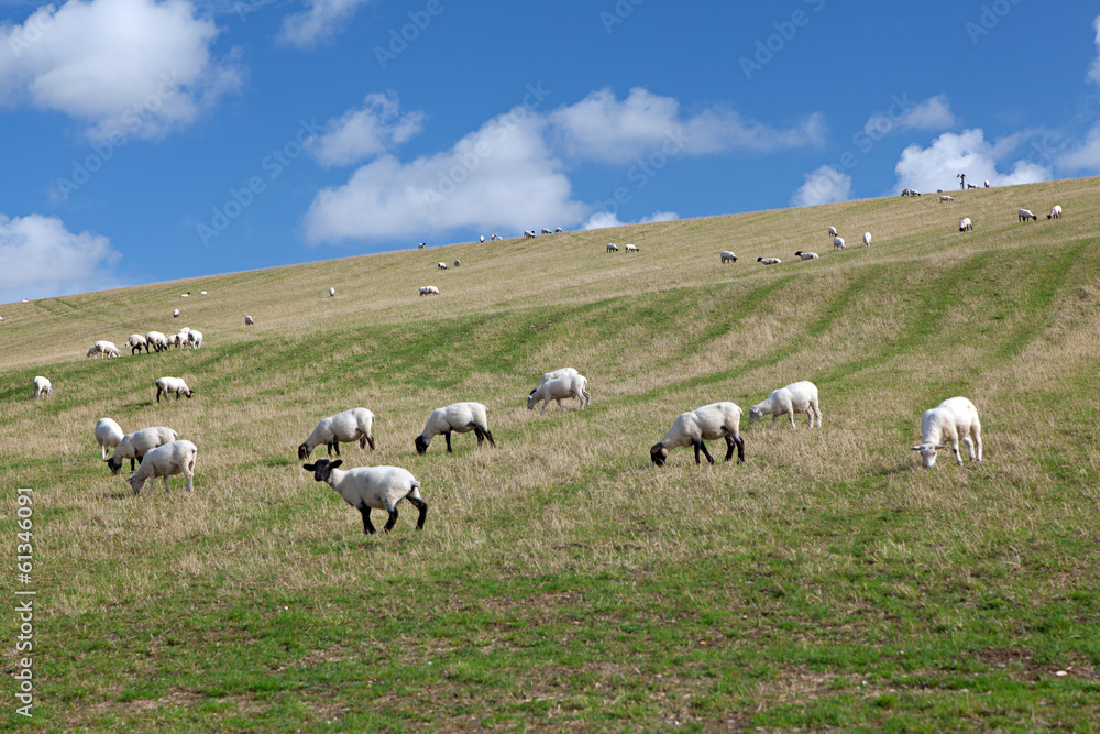 Rural landscape of sheep grazing in a green field