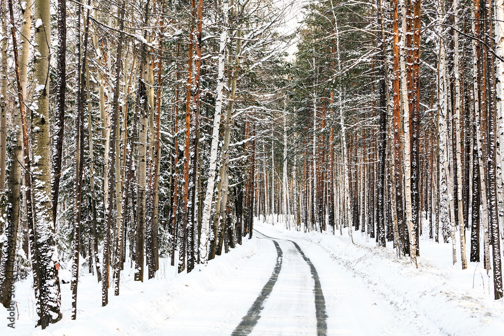 Naklejka premium Way in a winter forest