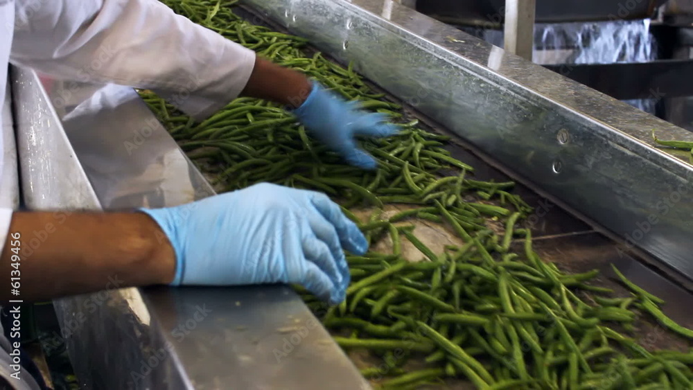 Processing vegetables Processing vegetables