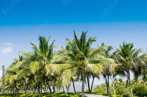Palm trees against blue sky. © aedkafl