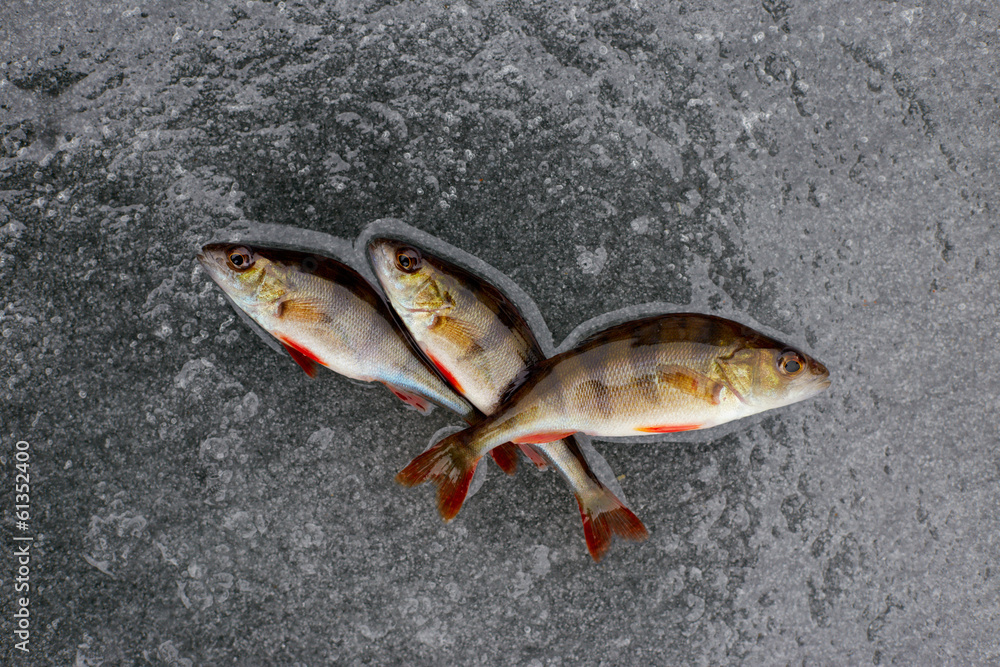 Obraz premium winter fishing. perch fish on ice