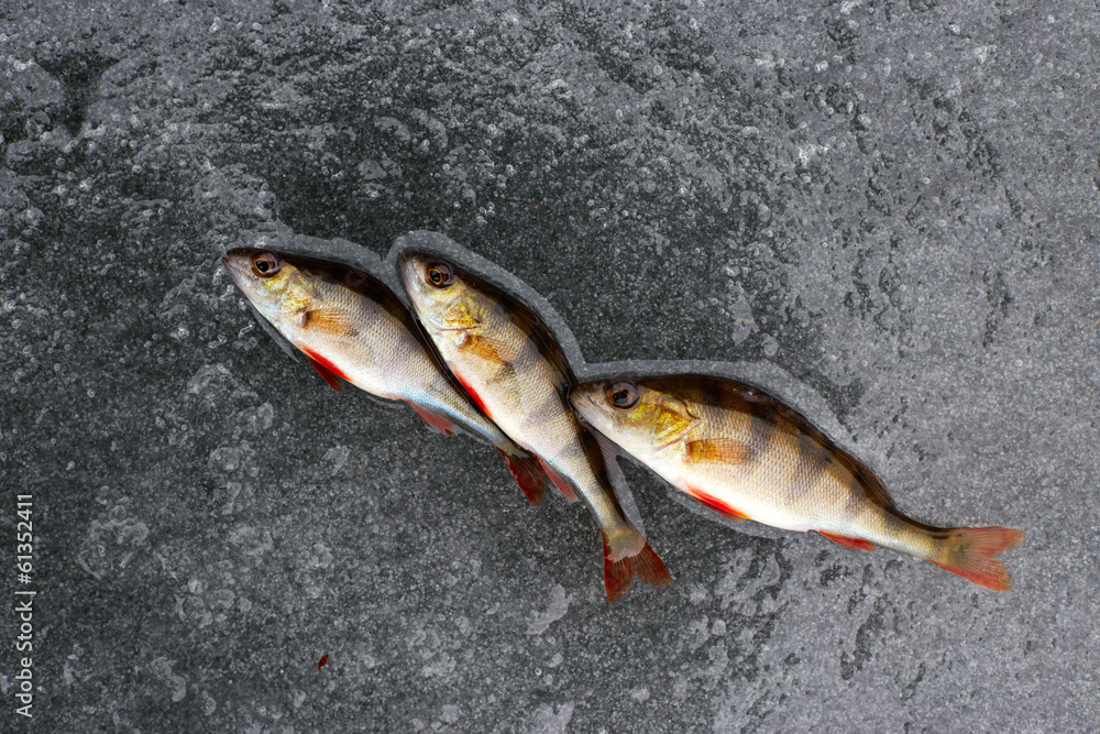 Obraz premium winter fishing. perch fish on ice.