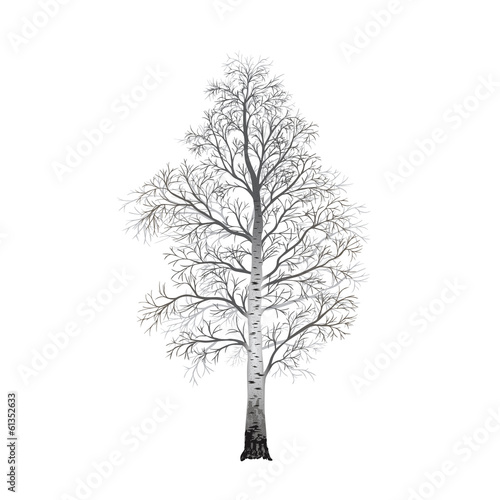 detached tree birch without leaves, vector illustrations © mtzsv