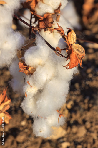 Single big ripe blown cotton bud