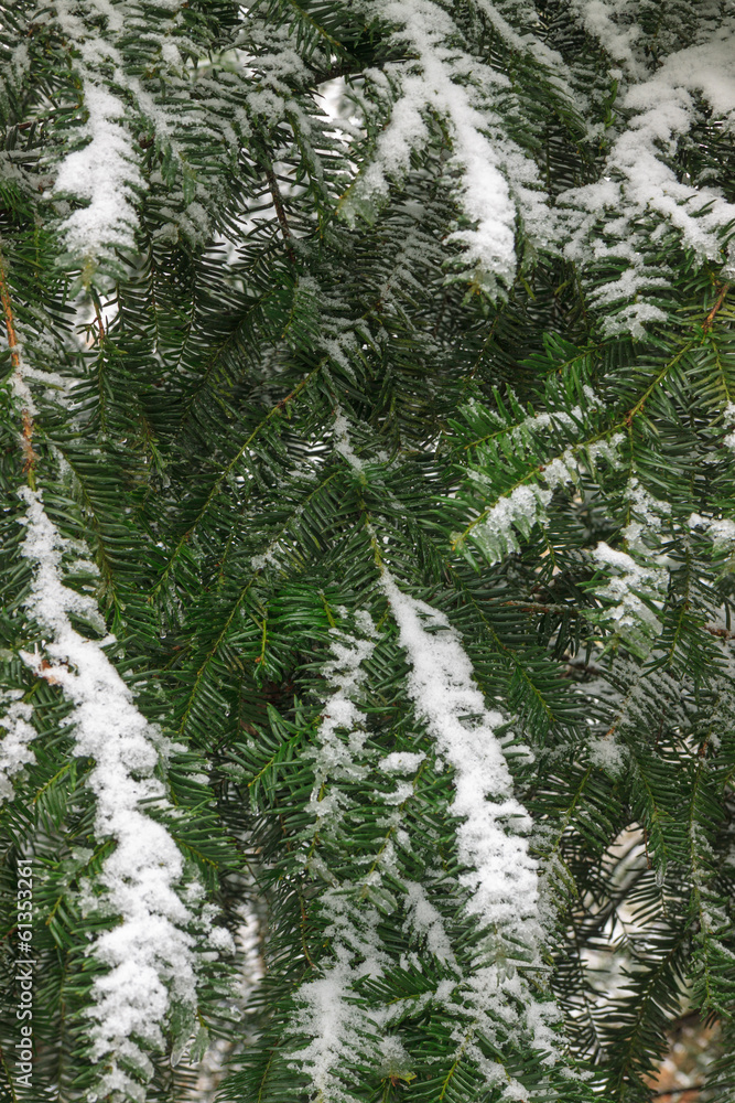 Green spruce in the white snow