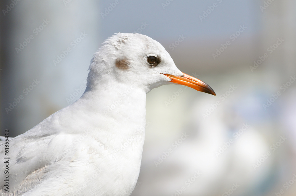 A beautiful white bird - brown headed gull A beautiful white bird - brown headed gull