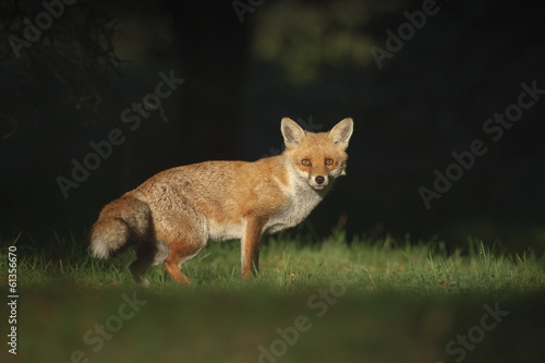 Red Fox © andyastbury