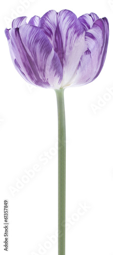 Fototapeta Naklejka Na Ścianę i Meble -  tulip