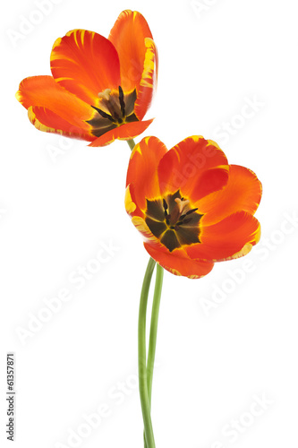 Fototapeta Naklejka Na Ścianę i Meble -  tulip