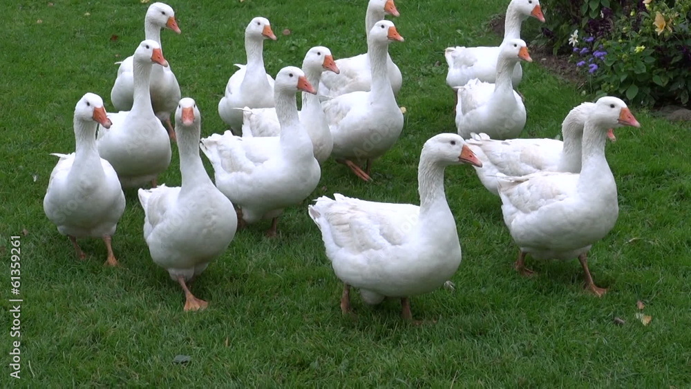 white domestic gooses on green grass in farm white domestic gooses on green grass in farm