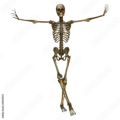 Male Skeleton © photosvac