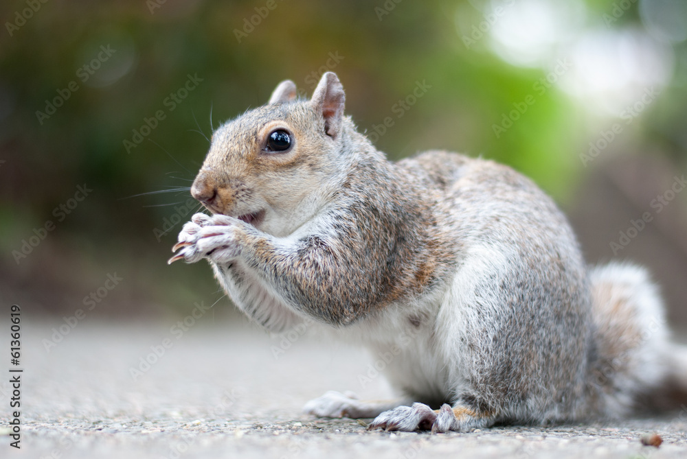A squirrel eating a nut A squirrel eating a nut