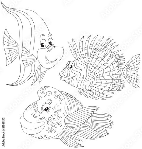 Coral fishes