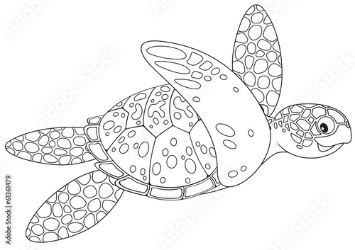 Sea turtle