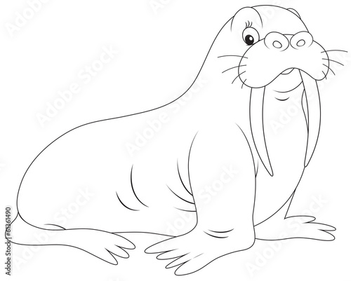 walrus