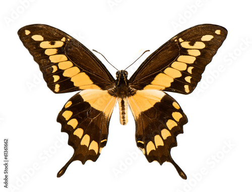 black and yellow Swallowtail
