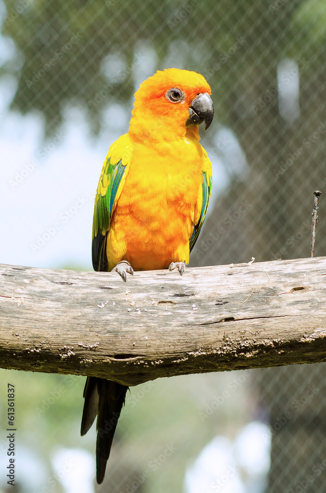 Obraz premium Sun Conure Parrot on a Tree Branch