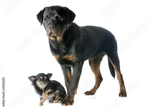 young rottweiler and chihuahua