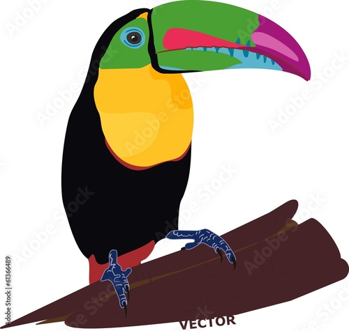 Toucan bird