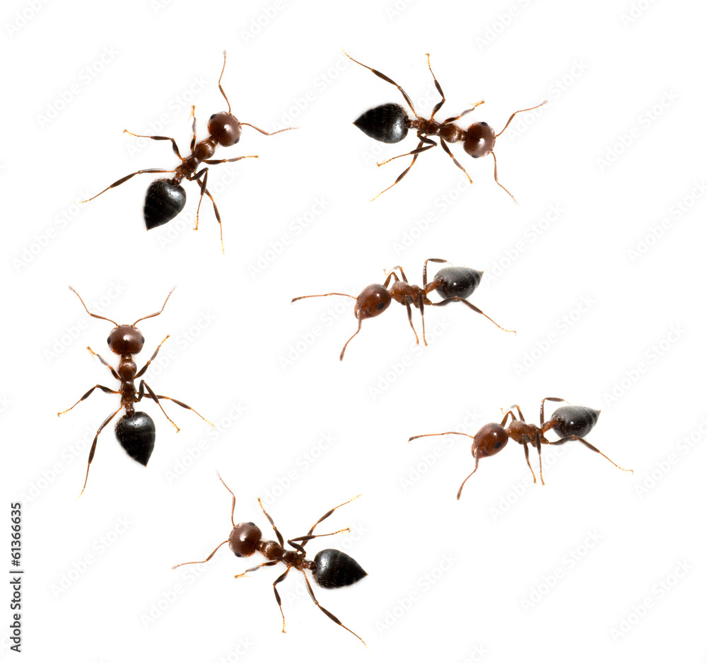 Fototapeta premium military detachment of ants on a white background. macro