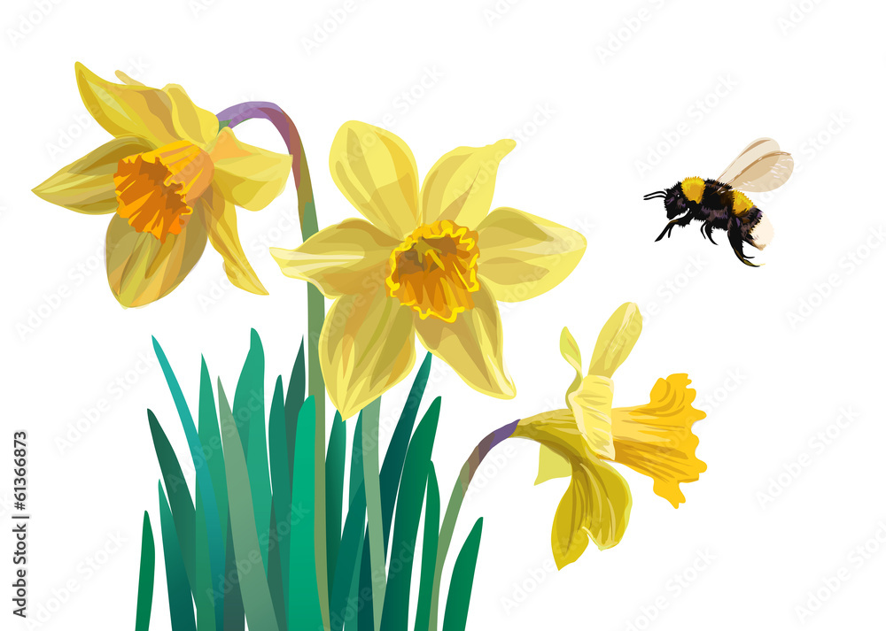 Fototapeta premium Daffodils and bumblebee