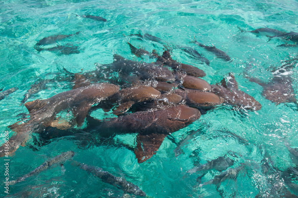 Obraz premium Nurse shark