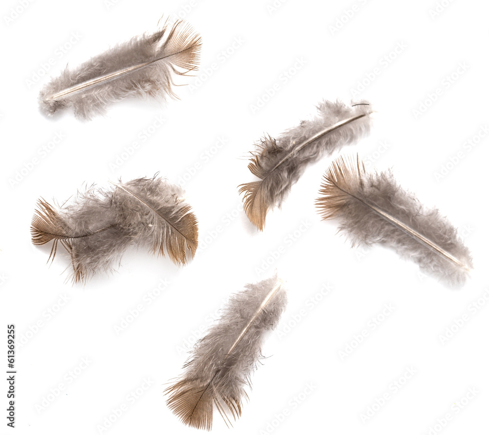 Obraz premium pigeon feather on white background